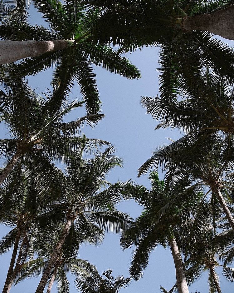 Low angle view of palm trees with the sky at Brazilian Court